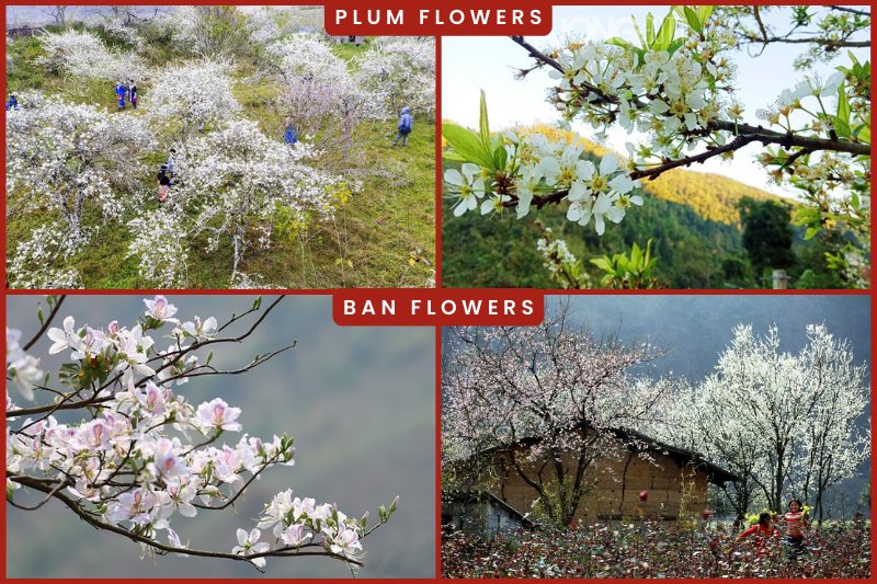 Plum and Ban flowers 